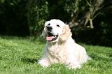GOLDEN RETRIEVER 979